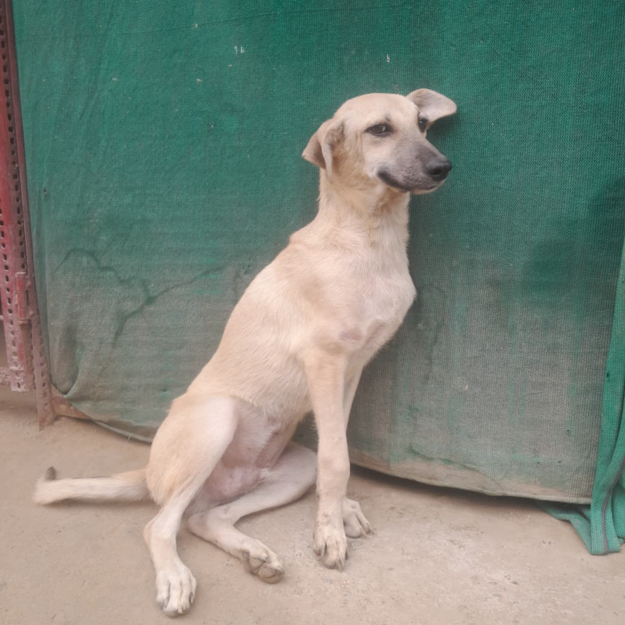 Saahas after rescue and recovery