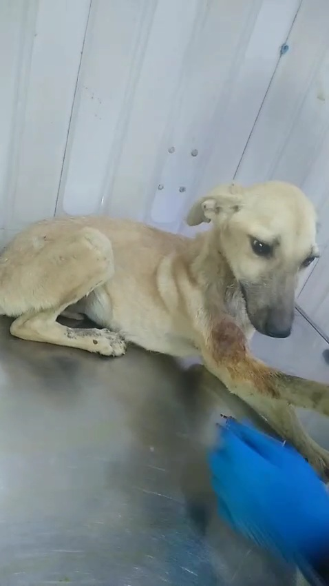 Saahas before rescue