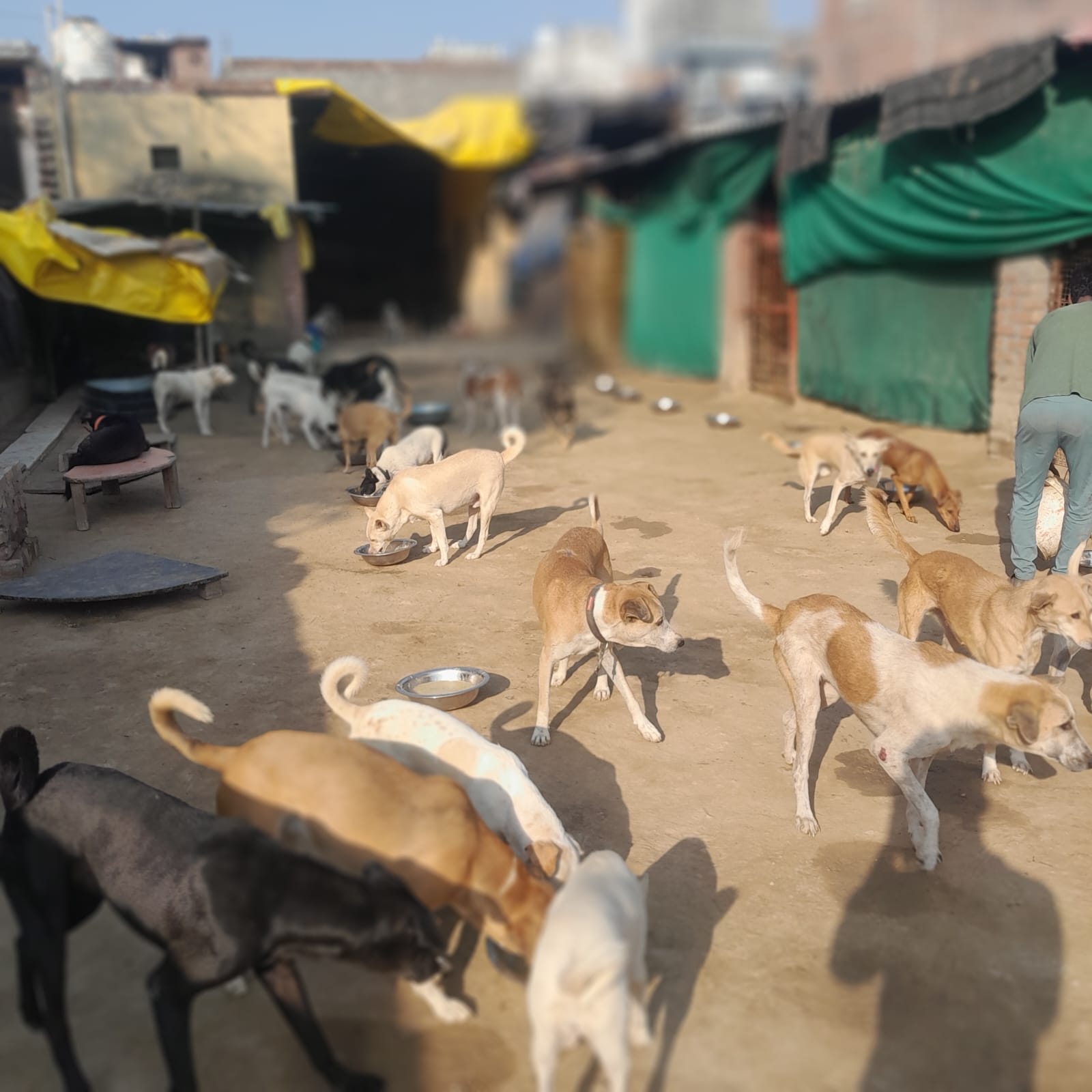Dogs gathered at feeding time in the Aashiyana shelter courtyard