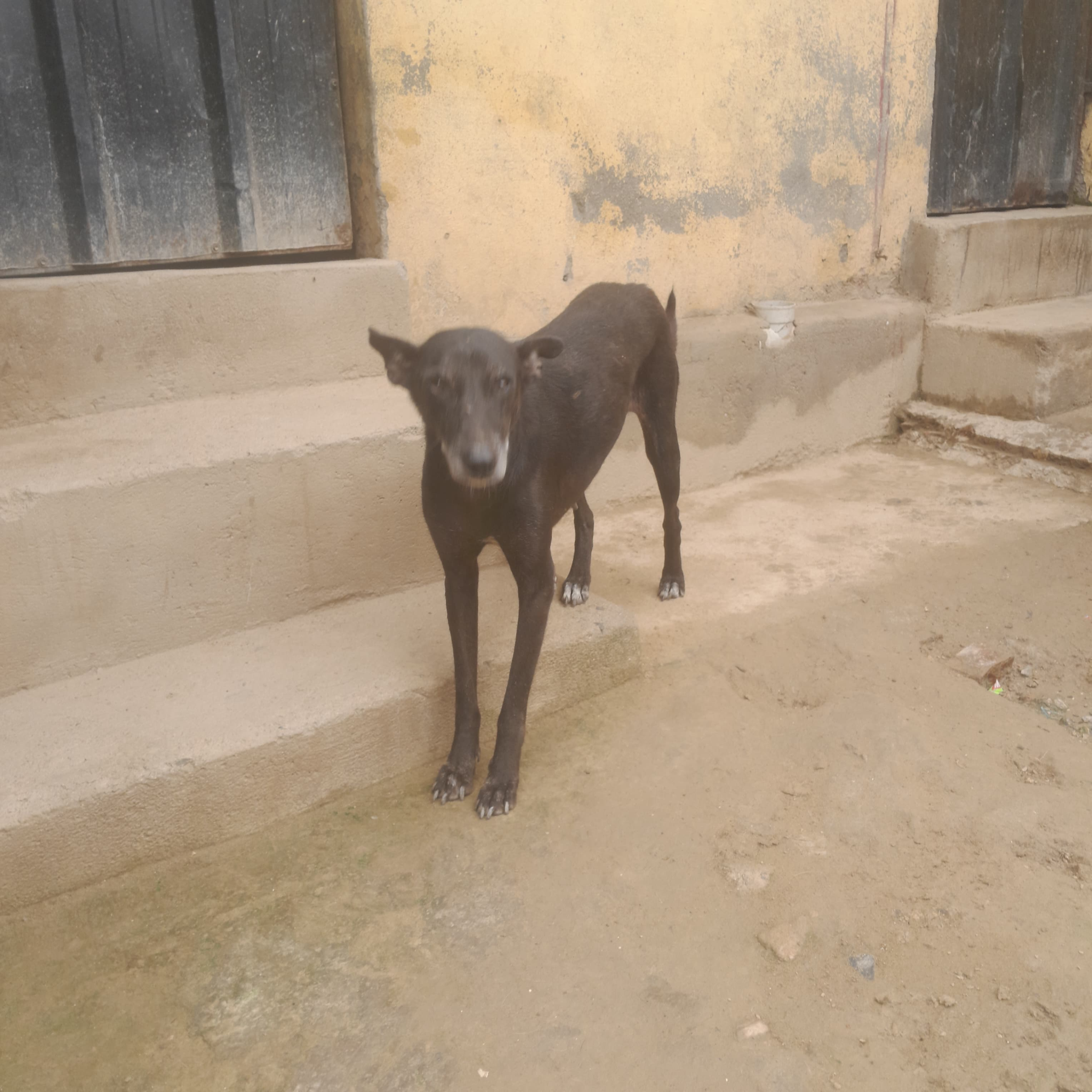 Veera after recovery