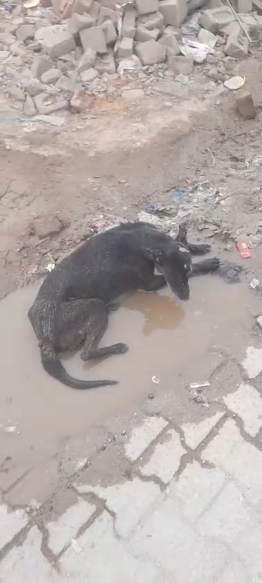 Veera before rescue